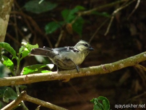 Black-lored Tit in Longwood Shola near Kotagiri, early March 2013.