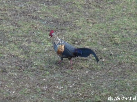 Beguiled by the dim light a Grey Jungle fowl comes to the open near Pykara falls.