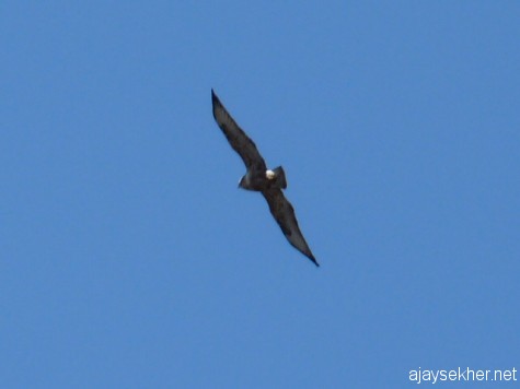 A Kestrel flying above Pykara falls, early march 2013.