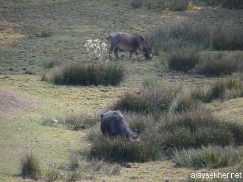The Toda buffaloes grazing in the pastures in Pykara. The buffaloes are central to their cosmology and myths. The sacred buffalo only found in the Nilgirri Toda Munds or villages were created first along with the first Toda man according to their creation myth. The Toda buffaloes have close similarity to the water buffaloes of Assam.