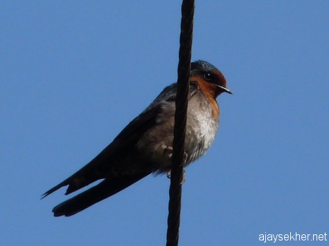A Swallow at Naduvattam, early March 2013.