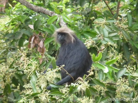 A Nilgiri Langur near Needle Rock, early March 13.