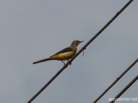Grey Wagtail near the Frog Rock on the gateway to the Nilgiris from Gudalur. A migrant from distant lands, early March 2013.