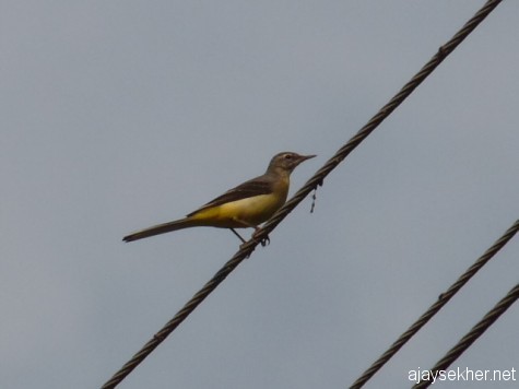Grey Wagtail near the Frog Rock on the gateway to the Nilgiris from Gudalur.  A migrant from distant lands, early March 2013.
