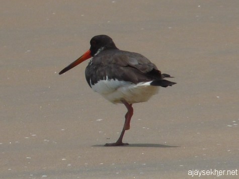 Eurasian Oystercatcher limping without the left foot at Chavakad beach on 7 Apl 2013.  The same injured bird was seen in the summer of 2012 on the same location at Tiruvathra Puthan Kadapuram, Chavakad.
