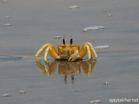 A yellow marine crab feeding at Tiruvathra Puthan Kadapuram, Chavakad. 7 apl 2013