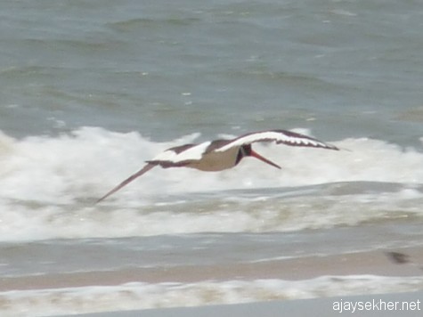 Oystercatcher in flight along the Chavakad coast on 7 apl 2013.
