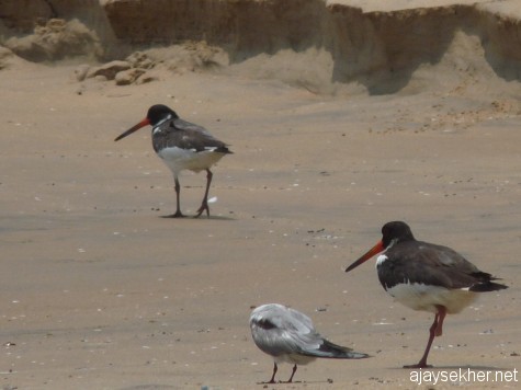 Just three Oystercatchers were seen this summer in 2013, last year there were 5 individuals in the party.  Anyway the challenged bird is still sailing well...