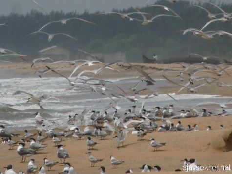 Chavakad Tiruvathra Puthan Kadapuram teaming with migratory birds including small gulls, terns and waders on 7 apl 2013.