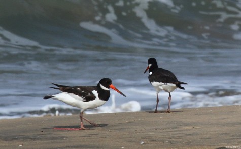Vijesh Vallikunnu's file photo taken in 2012 summer at Chavakad beach showing the Oystercatcher with a trapped left leg.