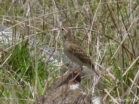 A Pipit on the grassland top of Panjalimed, late March 2013.