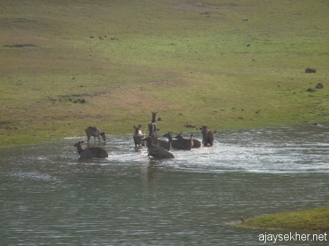 A herd of Sambhar Deer cooling themselves in Tekady lake just across the boat landing on a hot summer afternoon in late March 2013.