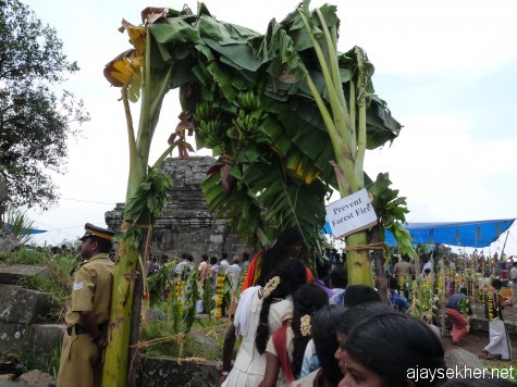 The decorated southern gateway to the Kottam.  Two big banana plants in fruition are used in typical south Indian style along with mango and Neem leaves and yellow marigolds.
