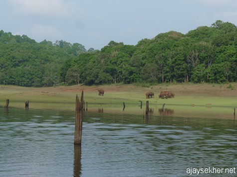 A herd of wild elephants at Tekady, on the banks of the Periyar lake reservoir inside the PTR, 26 apl 2013.