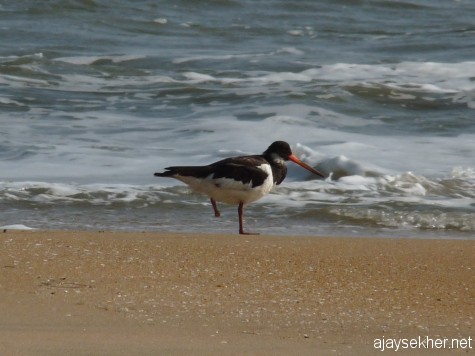 The same bird now without the toe at Chavakad beach.  My photo on 20 apl 2013.