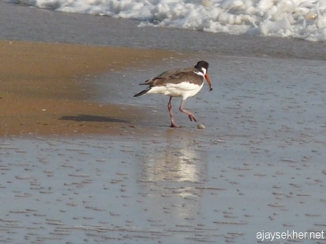 Savoring the sweet meat of oyster by removing the shell so ingeniously.  The Oystercatcher at Chavakad beach, 20 apl 2013.