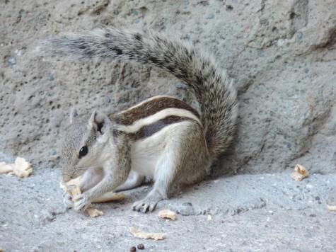 A squirrel at Ajanta, 25 May 2013 Buddha Purnima