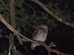 Jungle Owlet Just in front of the house!