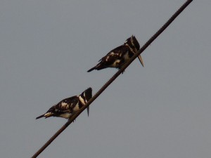 173530 Pied Kingfishers