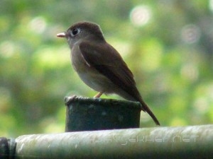 Brown-breasted Flycather in Thatekad