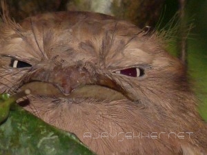 Srilankan Frogmouth (female) in Thatekad