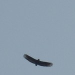 P1070591 Crested Serpent Eagle Spreading Wings over Chokra Mudi