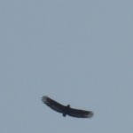 Crested Serpent Eagle Spreading Wings over Chokra Mudi