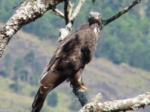P1070762 Oriental Honey Buzzard in Bison Valley