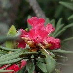 Rhododendron Nilgirica: A Shola delight!