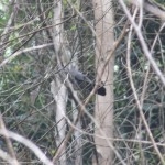 An Elusive Bird: Nilgiri Wood Pegion