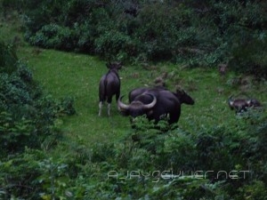 Indian Gaur: A small herd of a bull, few females and calves