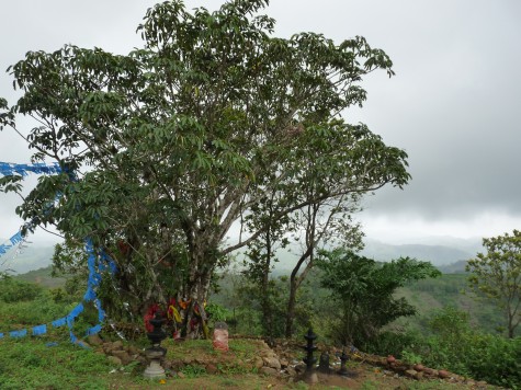 The current Boddhi tree at Pallykanam top.  A Cholayal a kin of the fig in grassland sholas related to the rhododendrons.  A Pipal was here till a years ago according to local people.  The Tamils traditionally bowed before the fig.