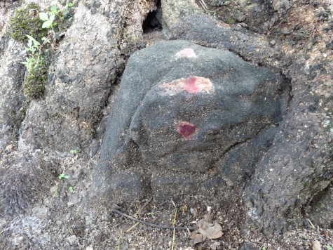 Part of the ancient granite idol covered by the fig roots at Pallykanam top.  Now it is termed as Siva and his phallus the Linga and Iduki Kshetra Samiti is going to build two huge concrete temples for Siva and Krishna on this eco-culturally sensitive zone.
