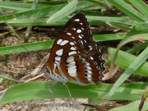 A rare butterfly at Pallykanam grassland peak. Early May 2013.